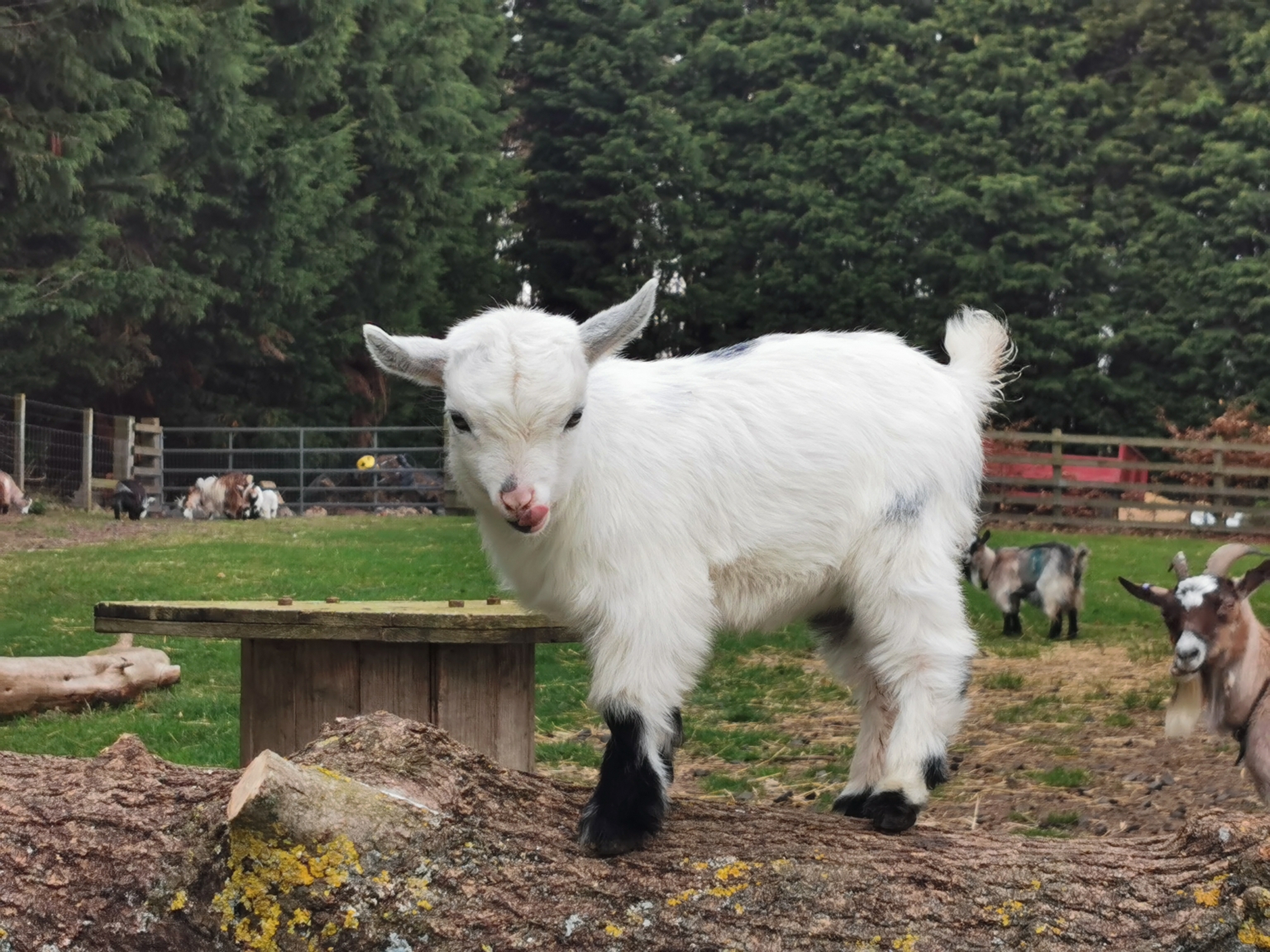 For Sale West Barn Pygmy Goats