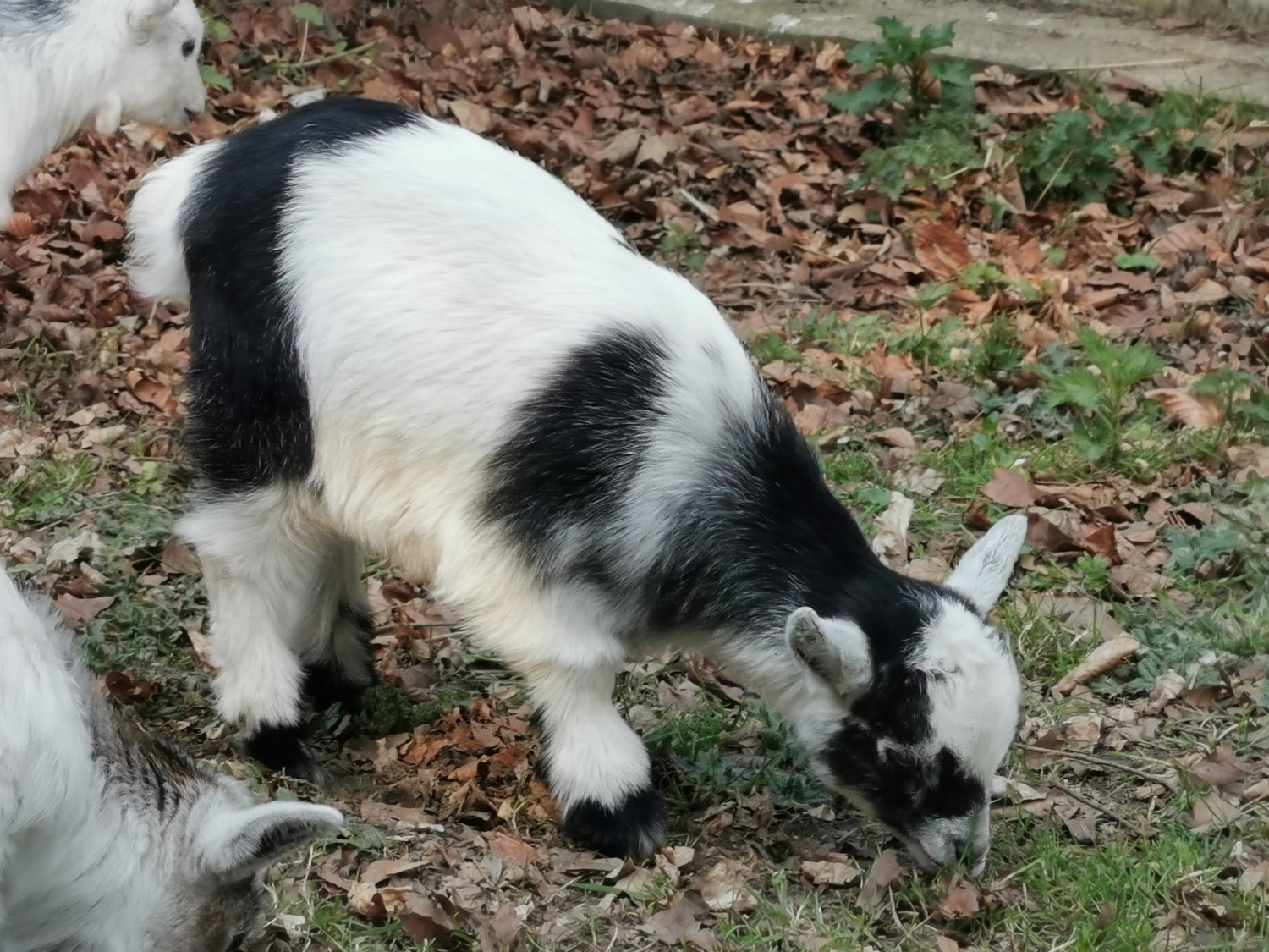 For Sale West Barn Pygmy Goats