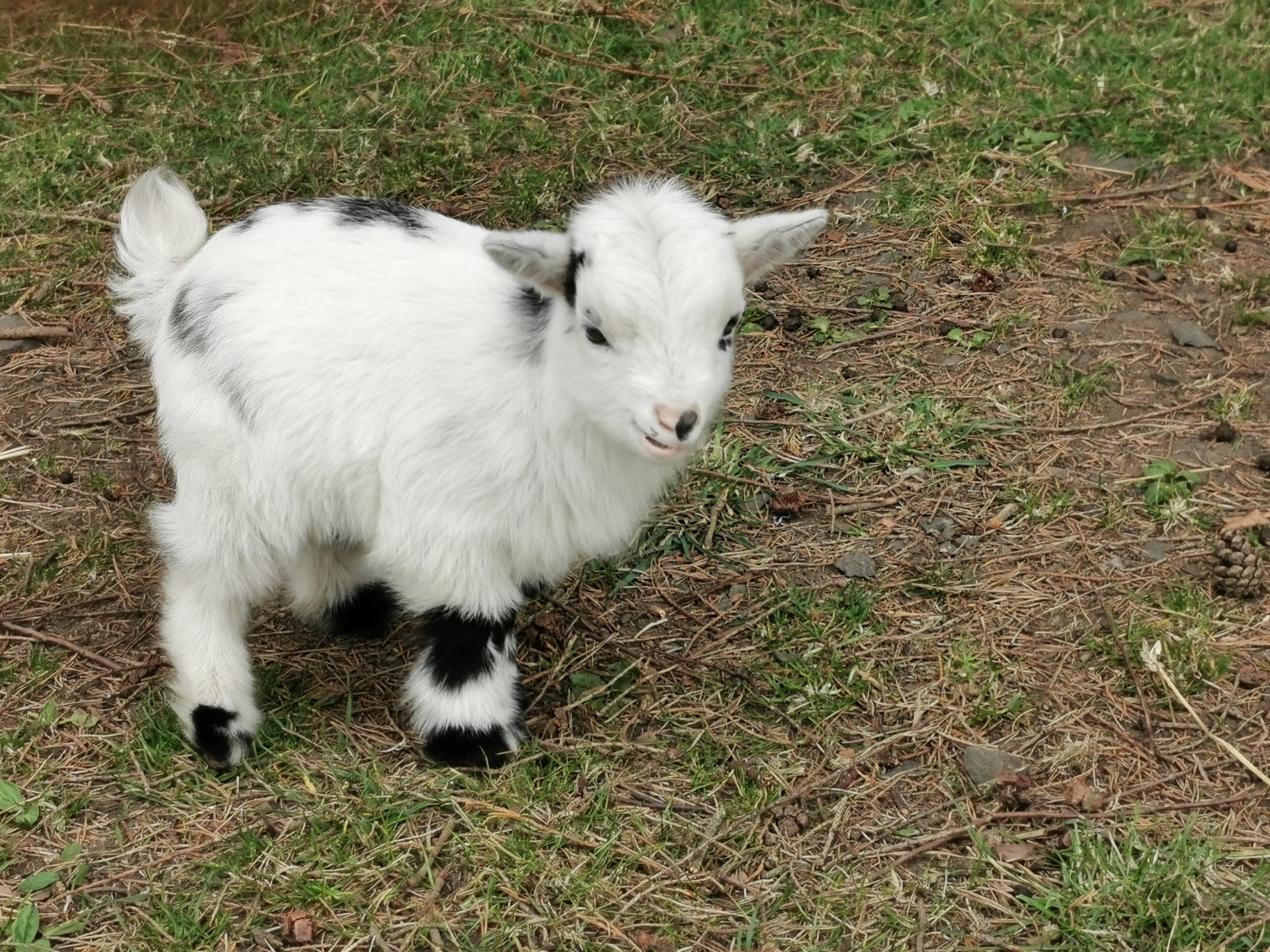 For Sale – West Barn Pygmy Goats