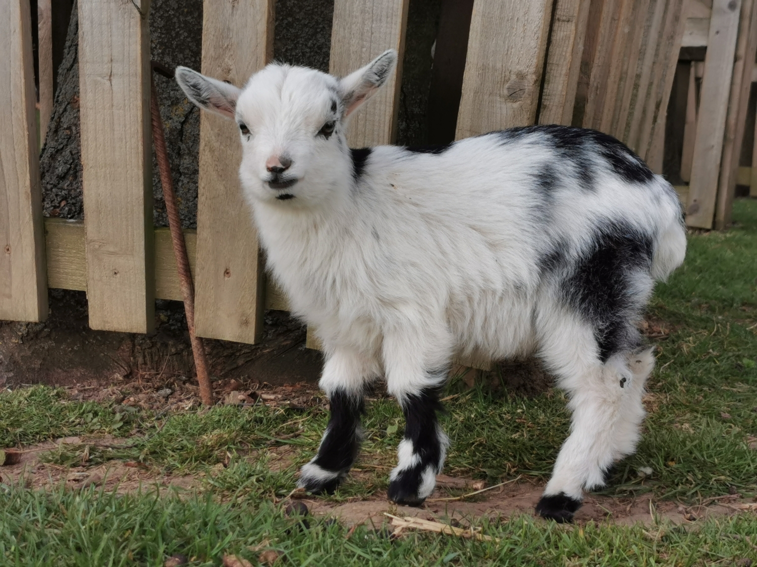 For Sale – West Barn Pygmy Goats